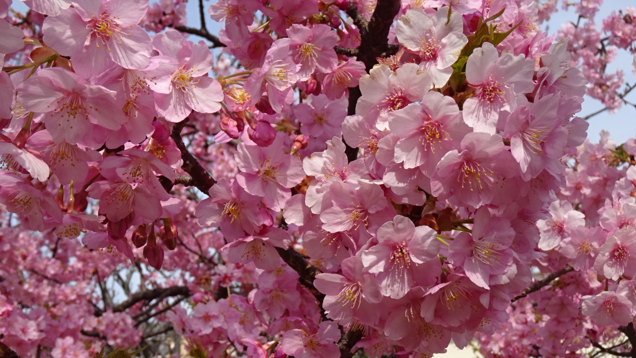 伊丹市の早咲き桜を探して徘徊 伊丹 兵庫県 の旅行記 ブログ By Hn11さん フォートラベル 伊丹市の早咲き桜を探して徘徊 伊丹 兵庫県 の旅行記 ブログ By Hn11さん フォートラベル