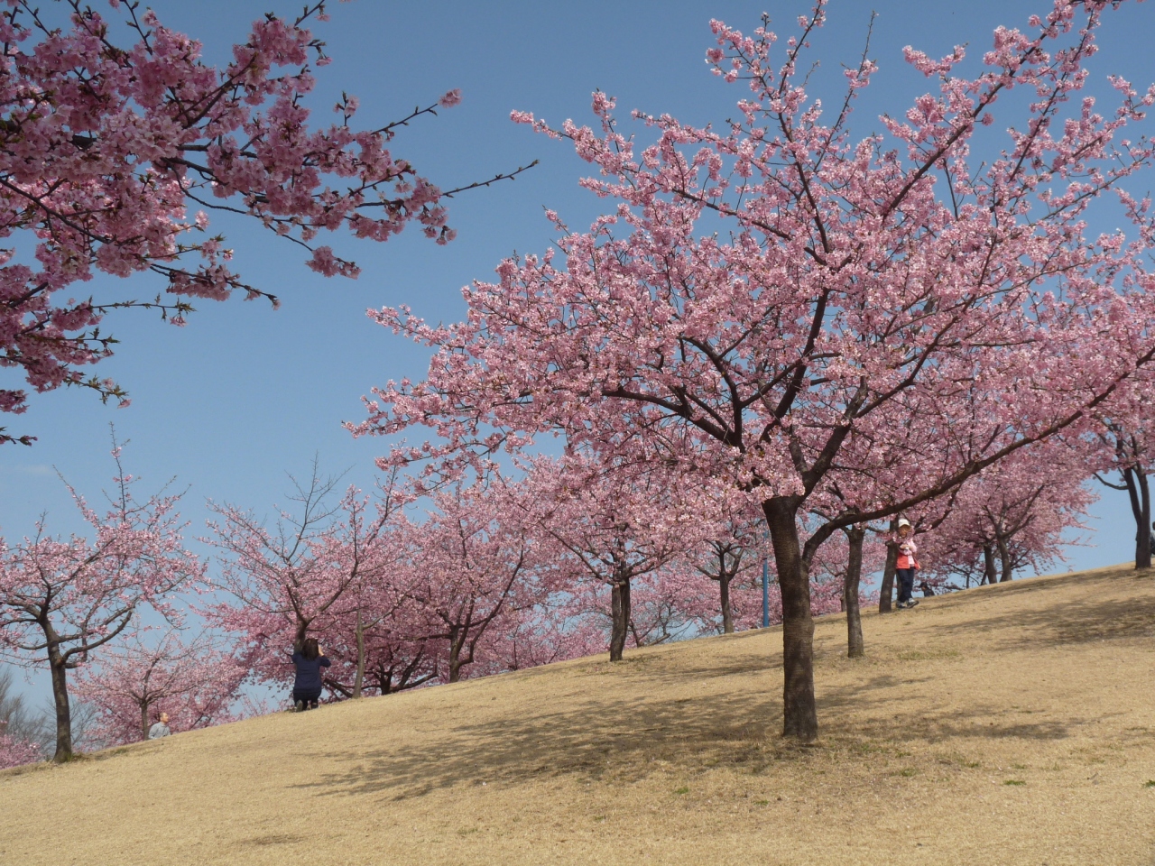 いせさき市民のもり公園の河津桜 16 今季見納め 群馬県 伊勢崎市 伊勢崎 群馬県 の旅行記 ブログ By Minamicazeさん フォートラベル いせさき市民のもり公園の河津桜 16 今季見納め 群馬県 伊勢崎市 伊勢崎 群馬県 の旅行記 ブログ By Minamicazeさん フォートラベル
