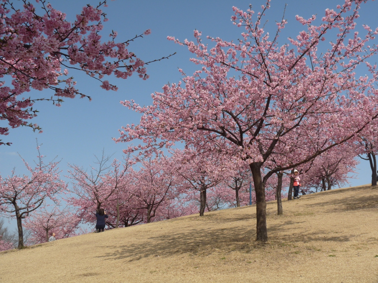 いせさき市民のもり公園の河津桜 16 今季見納め 群馬県 伊勢崎市 伊勢崎 群馬県 の旅行記 ブログ By Minamicazeさん フォートラベル