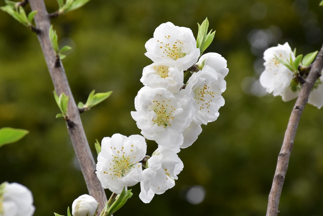 二ヶ領用水 春の花いっぱい 16 川崎市中原 溝の口 武蔵小杉 神奈川県 の旅行記 ブログ By かっちんさん フォートラベル