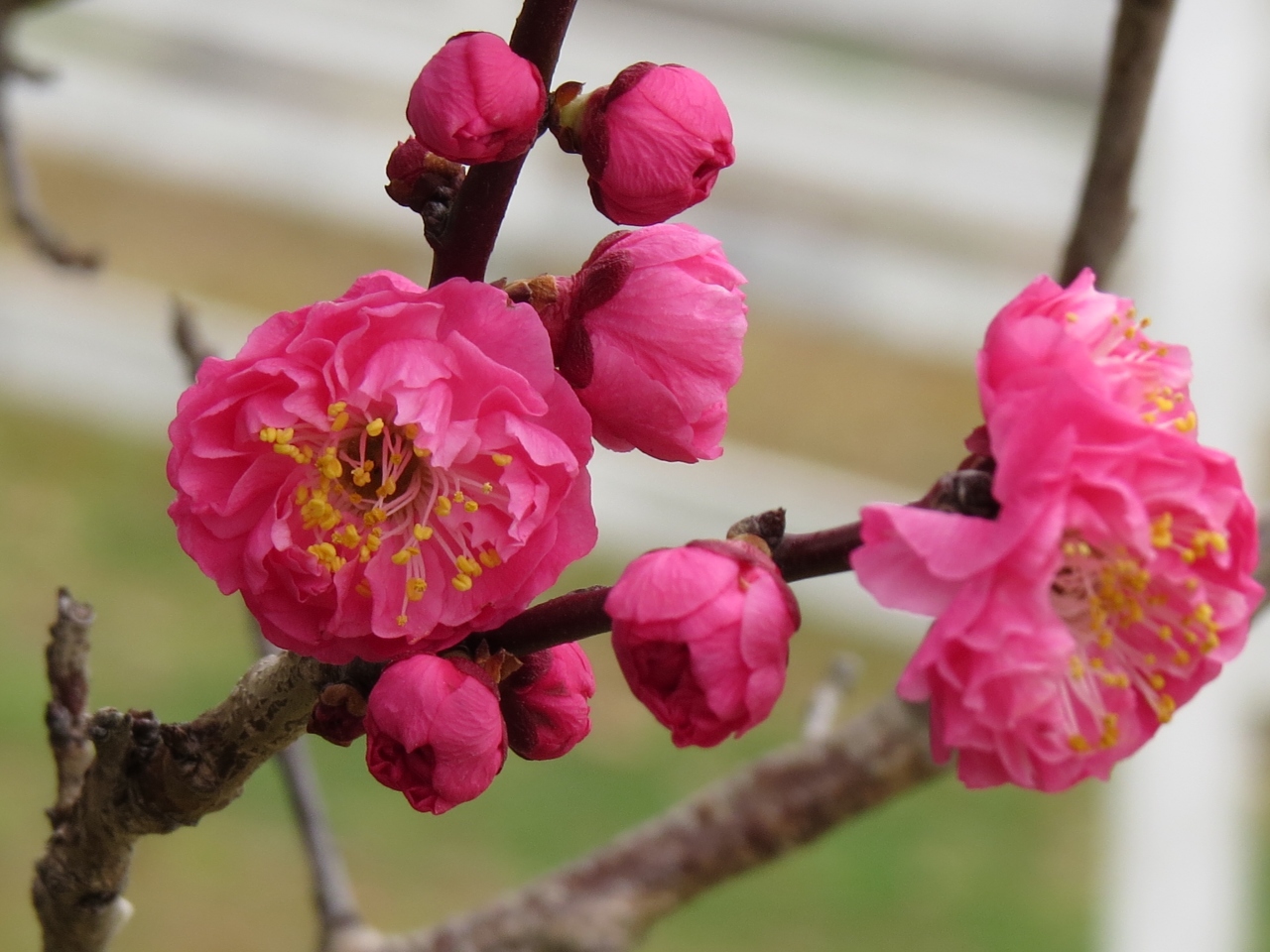 遅かりし梅の花 明石 石ヶ谷公園 垂水 神戸西 兵庫県 の旅行記 ブログ By ナビゲーターmさん フォートラベル