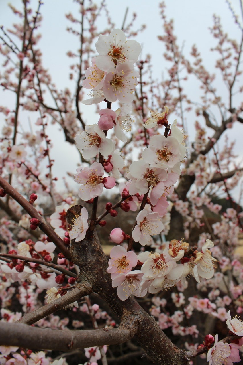 16年3月 水戸の偕楽園で梅まつり この時期の茨城グルメのあんこう鍋を満喫 水戸 茨城県 の旅行記 ブログ By Tsuneさん フォートラベル