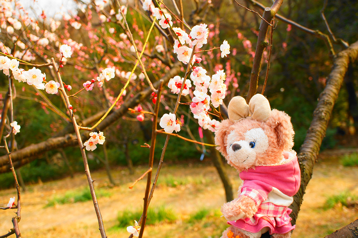 植物園の 思いのまま という梅 千種 今池 愛知県 の旅行記 ブログ By Nikiminiloverさん フォートラベル