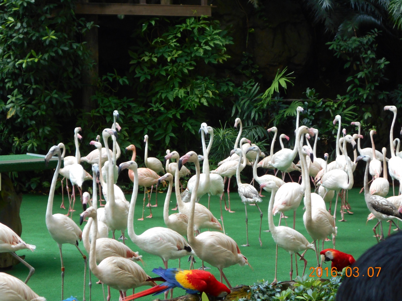 鳥まみれ ジュロンバードパーク シンガポール シンガポール の旅行記 ブログ By ちゅっちゅさん フォートラベル 鳥まみれ ジュロンバードパーク シンガポール シンガポール の旅行記 ブログ By ちゅっちゅさん フォートラベル