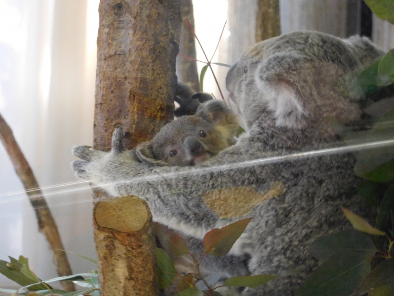 16年2月 金沢動物園 八景島 神奈川県 の旅行記 ブログ By Morkaさん フォートラベル 16年2月 金沢動物園 八景島 神奈川県 の旅行記 ブログ By Morkaさん フォートラベル