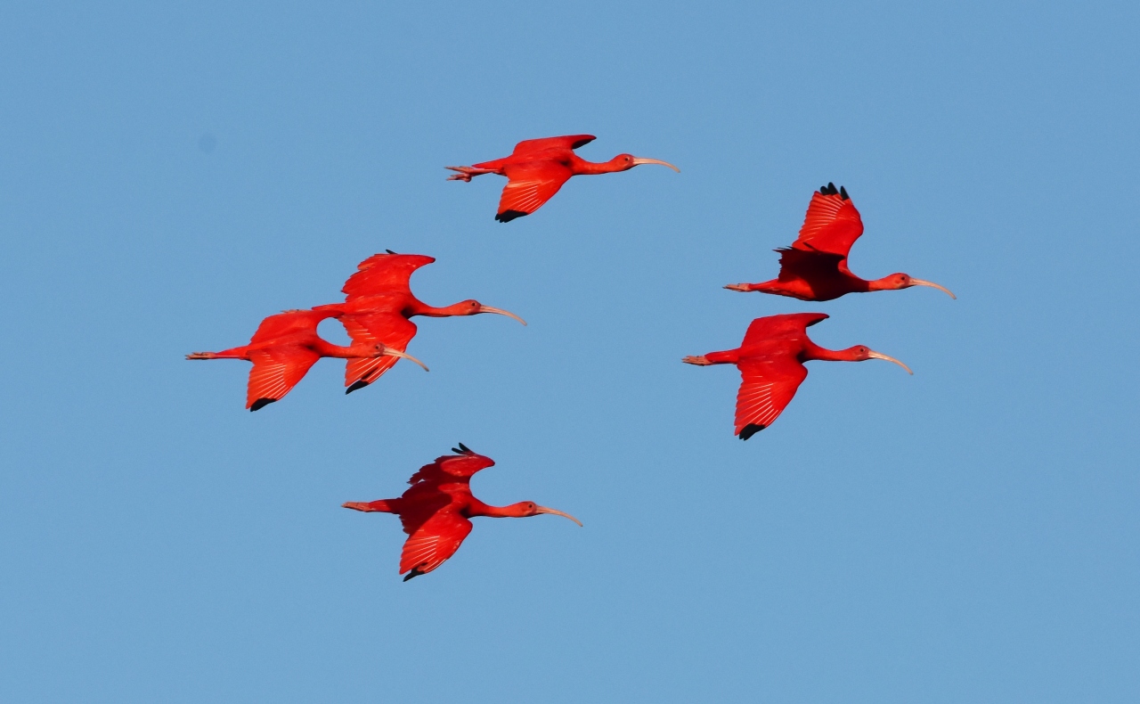 真紅のスカーレットアイビスが夕空を行く トリニダード トバゴで色鮮やかな鳥を探して ２ トリニダード島 トリニダード トバゴ の旅行記 ブログ By Takashiさん フォートラベル