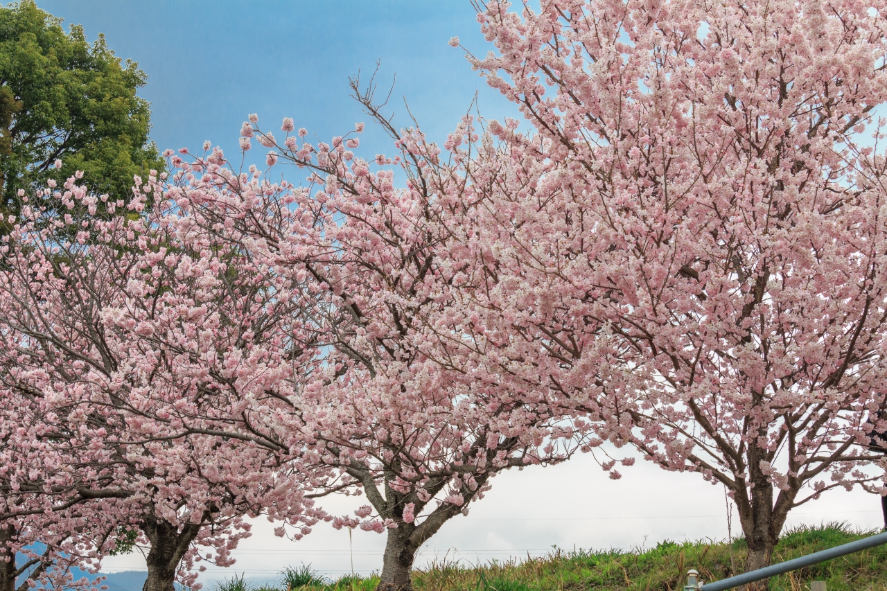 春の桜散歩 ふくざわ公園 春木径 秦野 松田 足柄 神奈川県 の旅行記 ブログ By ひろさん フォートラベル 春の桜散歩 ふくざわ公園 春木径 秦野 松田 足柄 神奈川県 の旅行記 ブログ By ひろさん フォートラベル