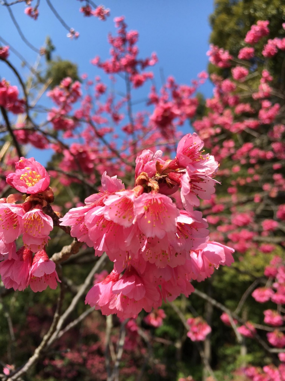 鮮やかなピンク色 桜っぽいけど 何 寒緋桜 岡崎 愛知県 の旅行記 ブログ By ともたくさん フォートラベル