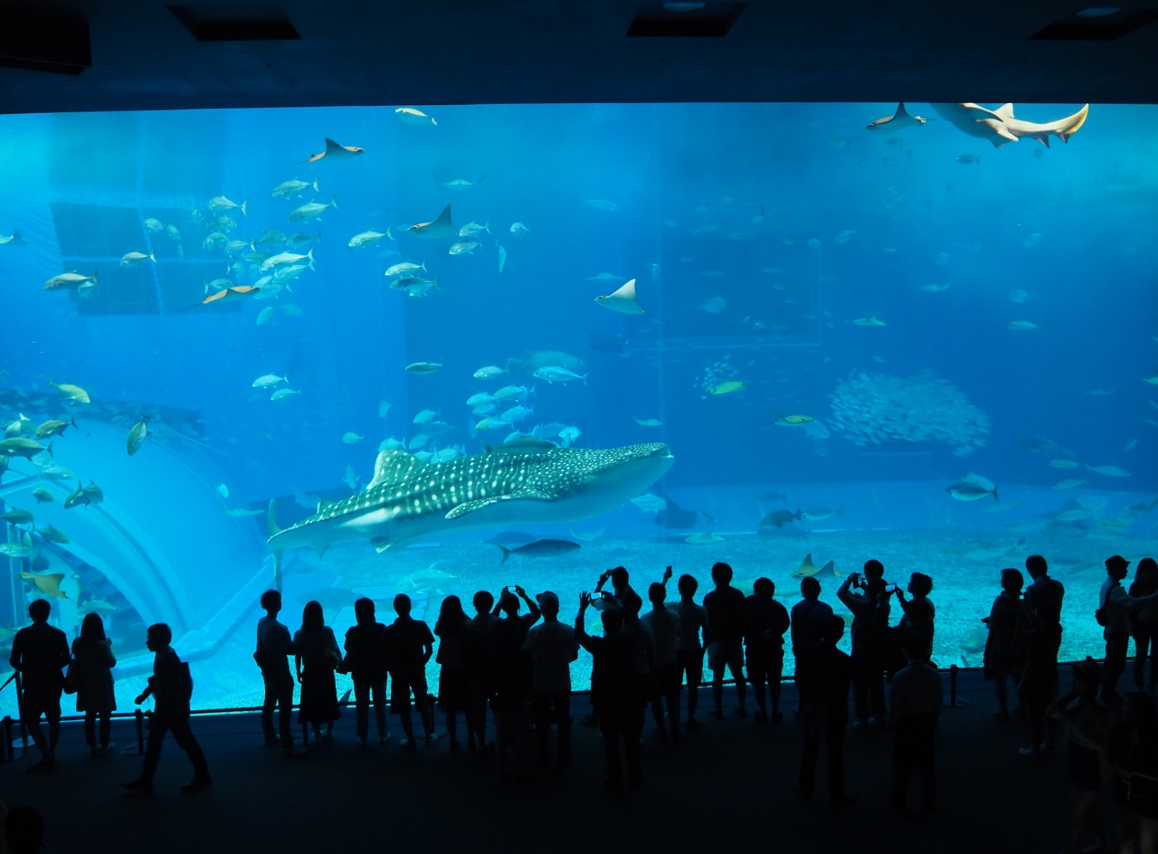 26年ぶりの沖縄 美ら海水族館 2 美ら海 本部 今帰仁 沖縄県 の旅行記 ブログ By どりーまーさん フォートラベル 26年ぶりの沖縄 美ら海水族館 2 美ら海 本部 今帰仁 沖縄県 の旅行記 ブログ By どりーまーさん フォートラベル