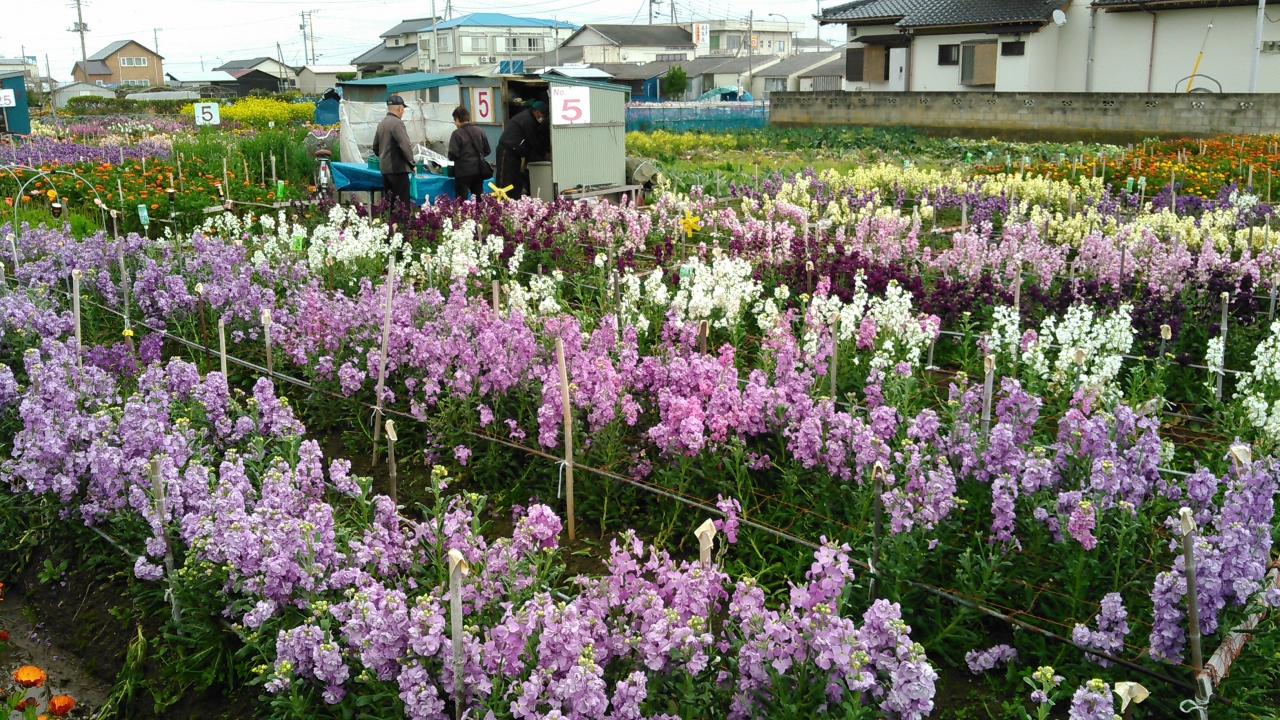 一足早い春を感じる旅 房総 千倉 千葉県 の旅行記 ブログ By よしめさん フォートラベル