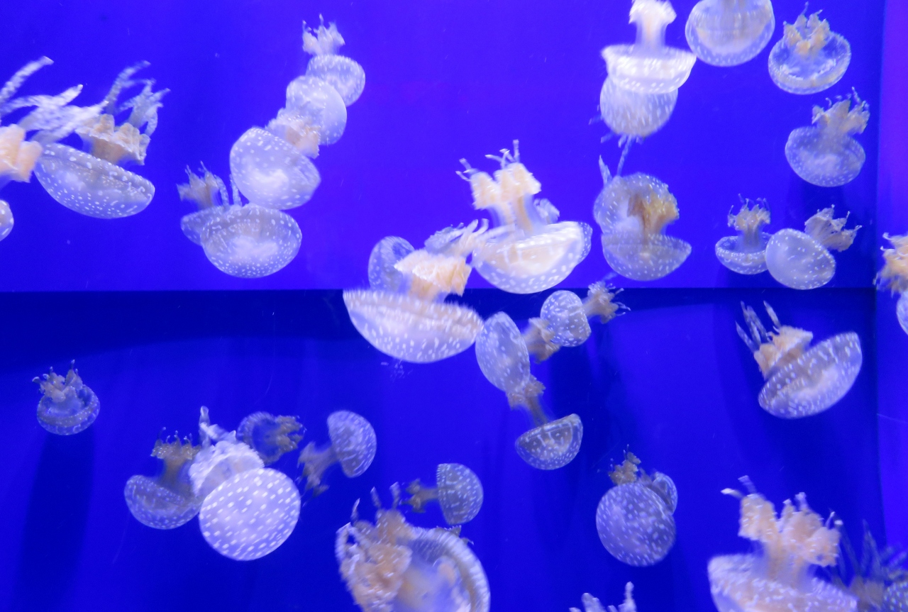 16春 沖縄旅行 11 3月18日 9 海洋博公園 沖縄美ら海 ちゅらうみ 水族館 イセエビの仲間 ハナゴイ セナスジベラ 美ら海 本部 今帰仁 沖縄県 の旅行記 ブログ By 旅人のくまさんさん フォートラベル