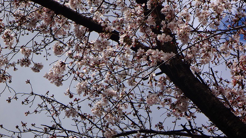 宝塚散策 病院の待ち時間を利用して 小浜宿の桜開花状況をチェック 宝塚 兵庫県 の旅行記 ブログ By Hn11さん フォートラベル