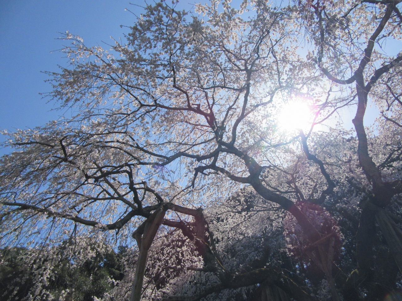 Petit Day Trip さくらの季節がやってきました 岡崎 奥山田のしだれ桜 岡崎 愛知県 の旅行記 ブログ By 旅行三昧さん フォートラベル