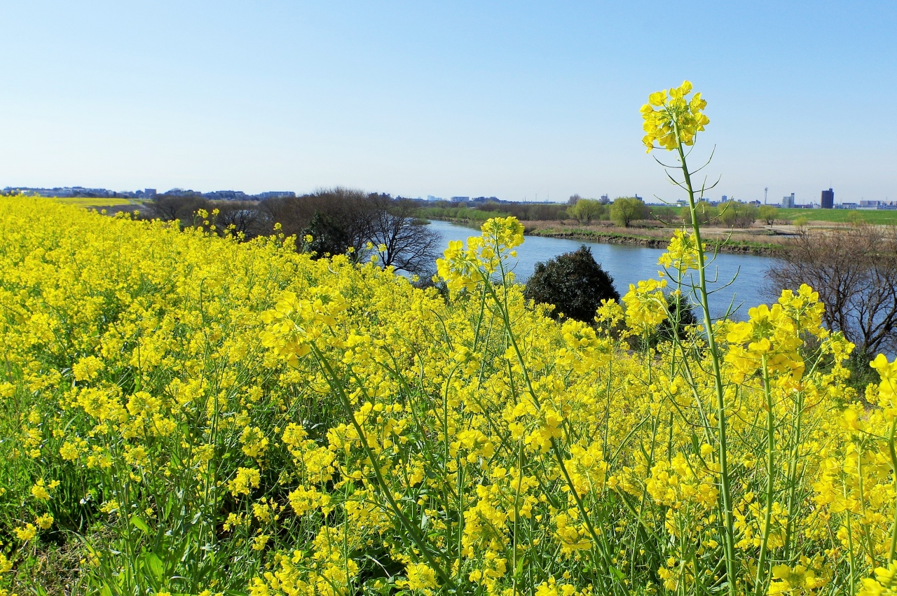 菜の花と空の青ー流山天国 柏 流山 千葉県 の旅行記 ブログ By Rolleiguyさん フォートラベル