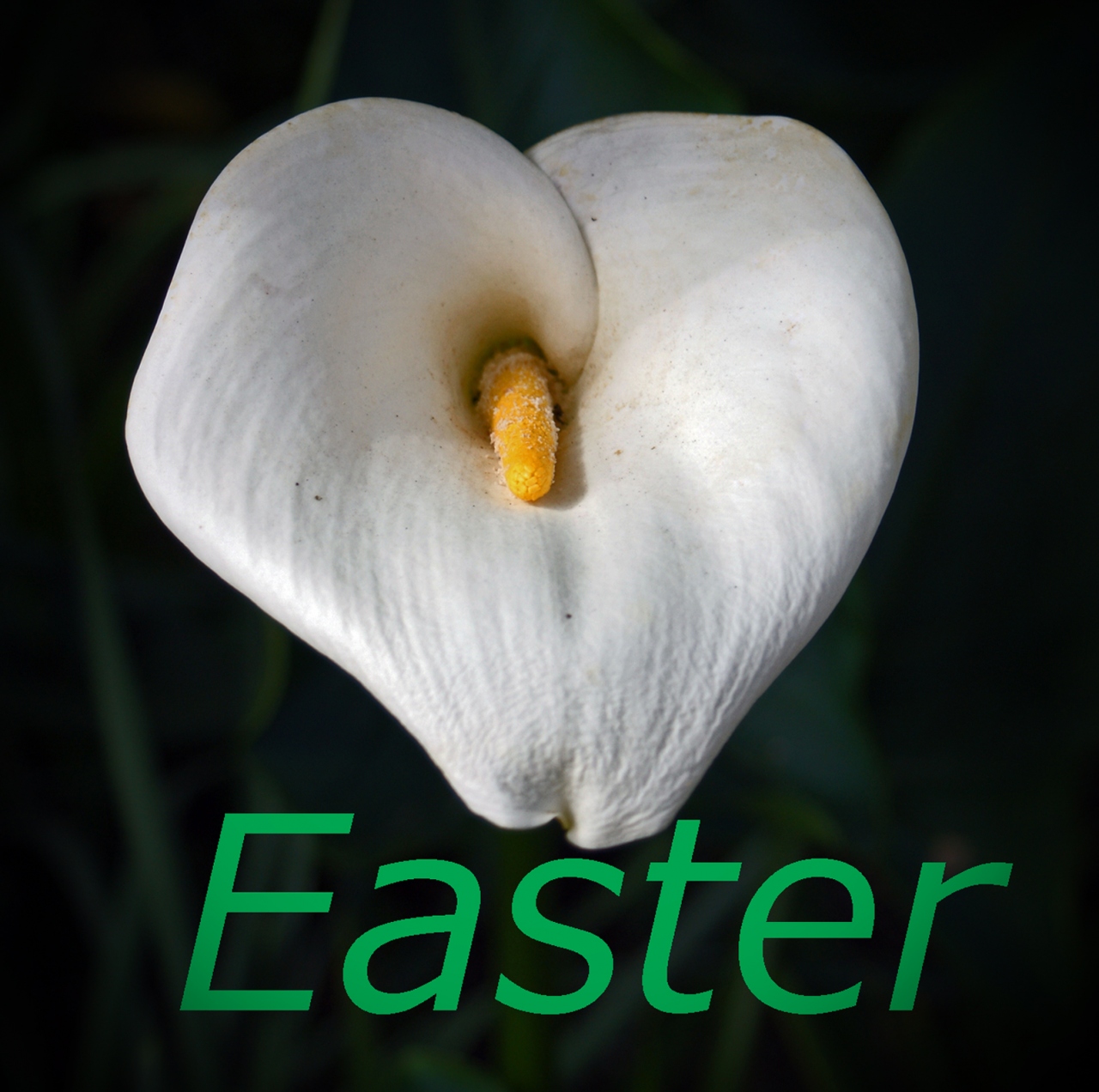 ２０１６ エッグ ハント Easter Egg Hunt ウェストミンスター アメリカ の旅行記 ブログ By サボ１０さん フォートラベル