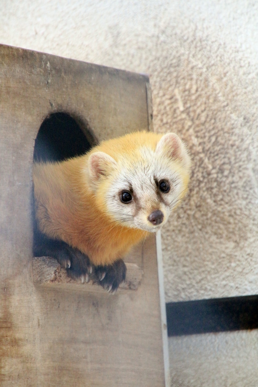 東北レッサーパンダおっかけ 温泉旅行 秋田編 ２ 大森山動物園いろいろ ふれあい小径や本土の可愛い動物たち 可愛いホンドギツネとホンドテンにうるうる 秋田市 秋田県 の旅行記 ブログ By まみさん フォートラベル