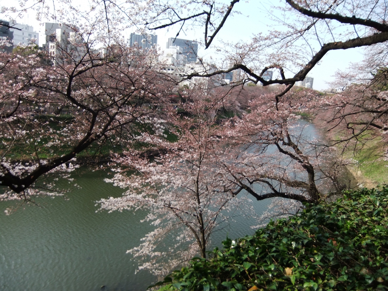 北の丸公園からの千鳥ヶ淵のさくら 丸の内 大手町 八重洲 東京 の旅行記 ブログ By Rspさん フォートラベル 北の丸公園からの千鳥ヶ淵のさくら 丸の内 大手町 八重洲 東京 の旅行記 ブログ By Rspさん フォートラベル