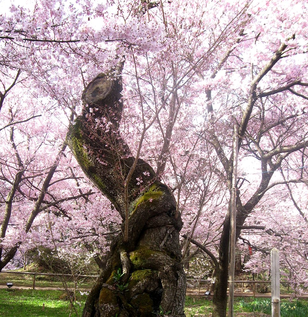 春のお勧めスポット ２ 高遠のコヒガンザクラ 辰野 箕輪 高遠 長野県 の旅行記 ブログ By Miharashiさん フォートラベル