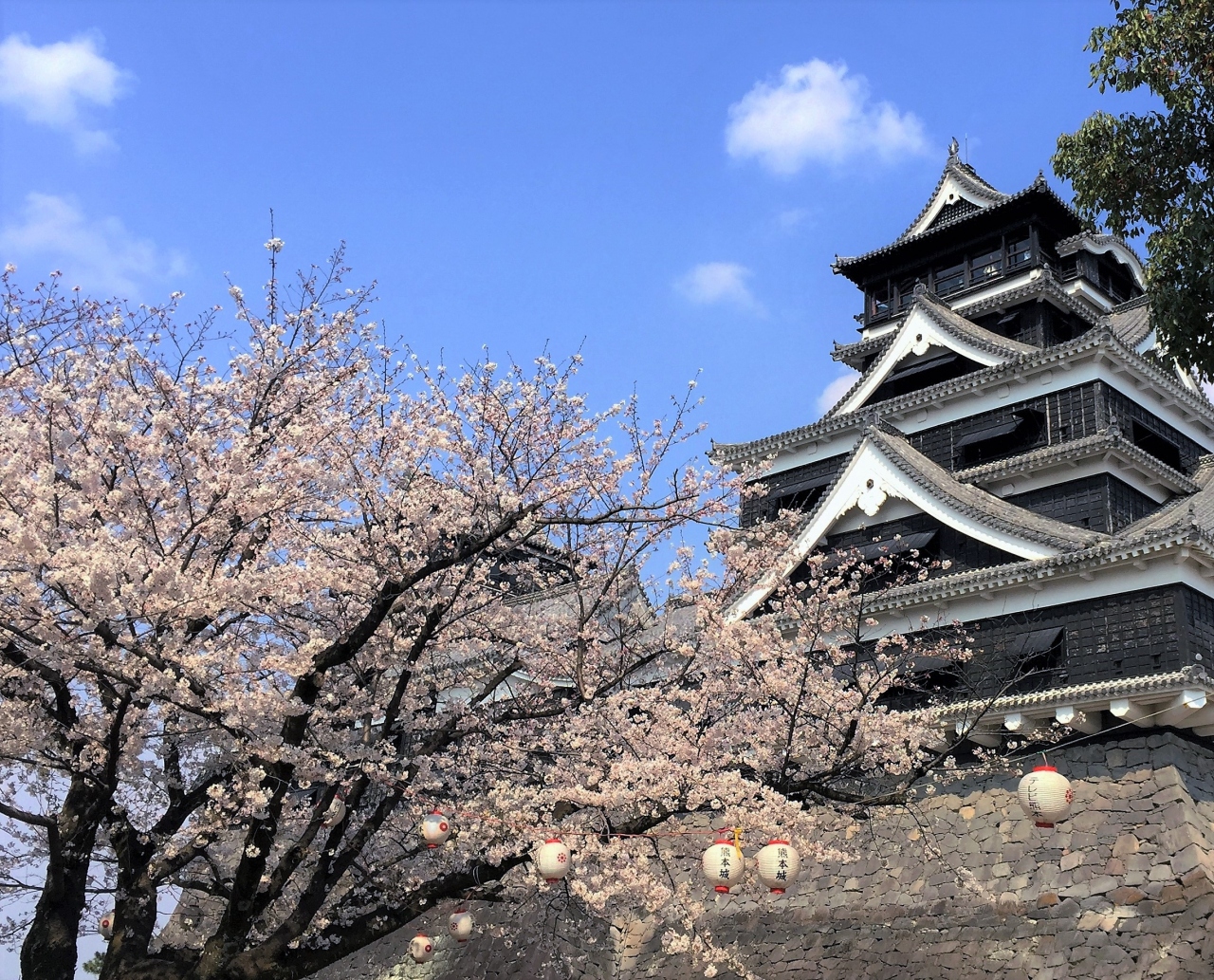 16年熊本城でお花見 熊本県の旅行記 ブログ By 夏ミカンさん フォートラベル
