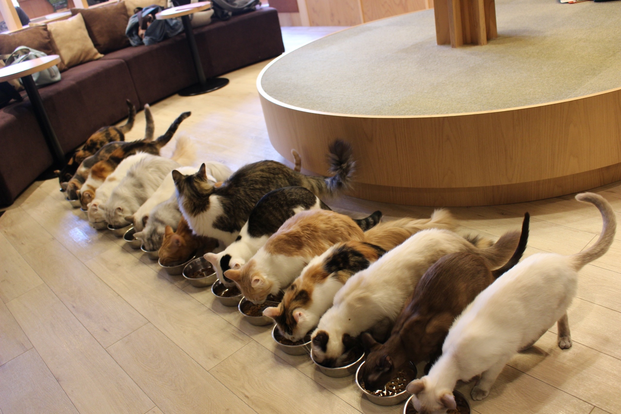 猫 Cafe Mocha モカ 池袋 いってきました 池袋 東京 の旅行記 ブログ By パンダ３３さん フォートラベル