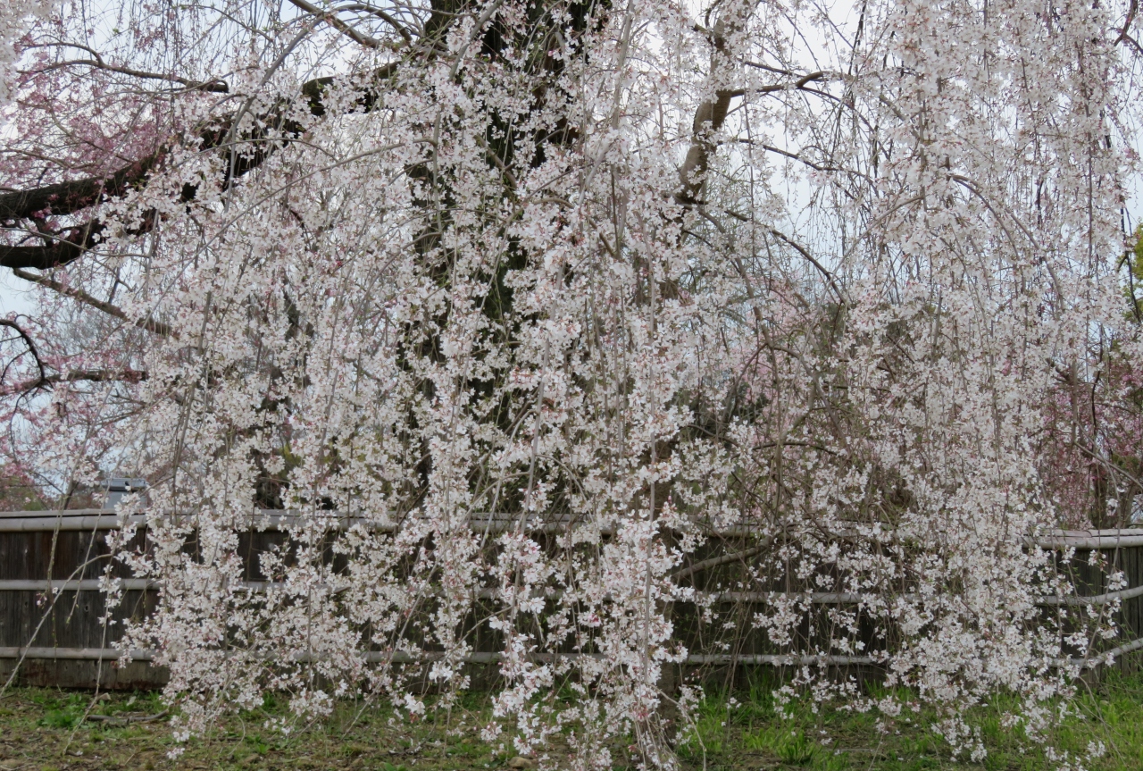 16春 京都の桜巡り 11 13 3月30日 1１ 円山公園界隈 2 大谷祖廟 ねねの道 円山地蔵尊 大雲院 円山の枝垂れ桜 東山 祇園 北白川 京都 の旅行記 ブログ By 旅人のくまさんさん フォートラベル