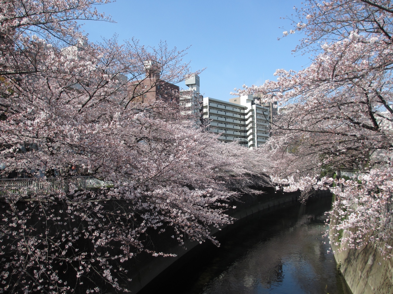 桜満開の土曜日 キックボクシング ジム 無料体験 見学 高田馬場 新宿 都内 女性 ダイエット ダイエット ストレス解消 高田馬場 でキックボクシング 初心者大歓迎