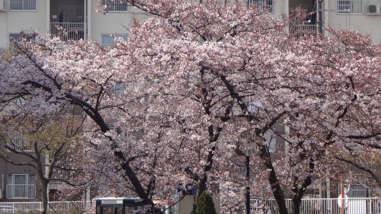 伊丹の花見 天神川を荒巻バラ公園 スポーツセンター迄 伊丹 兵庫県 の旅行記 ブログ By Hn11さん フォートラベル 伊丹の花見 天神川を荒巻バラ公園 スポーツセンター迄 伊丹 兵庫県 の旅行記 ブログ By Hn11さん フォートラベル