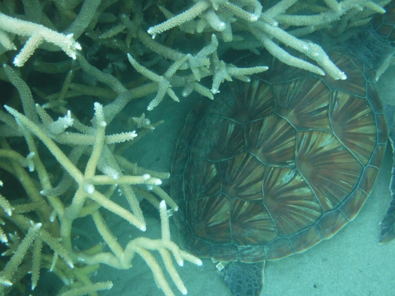 2016年3月 小笠原諸島 その2 入港日 入港日翌日 父島到着とシュノーケルなど 父島 東京 の旅行記 ブログ By ヤッシーさん フォートラベル