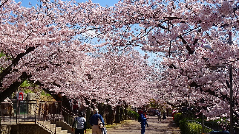 桜満開の王子動物園 中巻 御影 灘 兵庫県 の旅行記 ブログ By Hn11さん フォートラベル