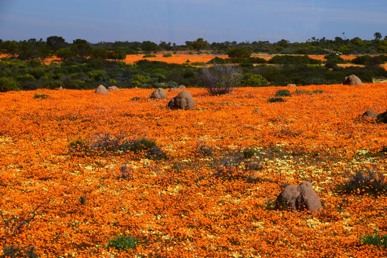ヴィクトリアの滝から南アフリカへ奇跡の花園ナマクワランド13日間 ナマクアランド 南アフリカ共和国 の旅行記 ブログ By シューワールドさん フォートラベル ヴィクトリアの滝から南アフリカへ奇跡の花園ナマクワランド13日間 ナマクアランド 南アフリカ共和国 の旅行記 ブログ By シューワールドさん フォートラベル