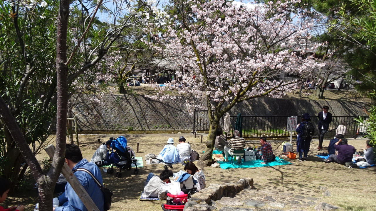 夙川公園の花見 西宮 芦屋 兵庫県 の旅行記 ブログ By Hn11さん フォートラベル
