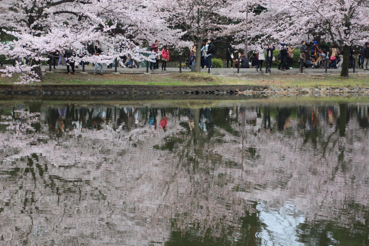 さいたま市 大宮公園 満開の桜に満開の笑顔 大宮 埼玉県 の旅行記 ブログ By ミッキーマーチさん フォートラベル さいたま市 大宮公園 満開の桜に満開の笑顔 大宮 埼玉県 の旅行記 ブログ By ミッキーマーチさん フォートラベル