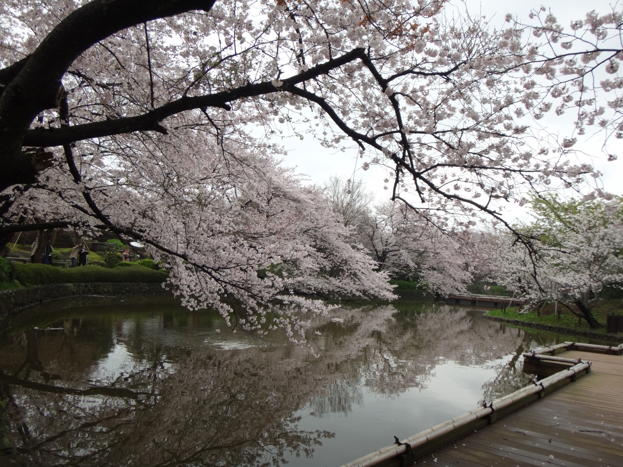 建長寺の桜のトンネル 鎌倉八幡さんの見事なぼたんと桜 鎌倉 神奈川県 の旅行記 ブログ By 風なりさん フォートラベル