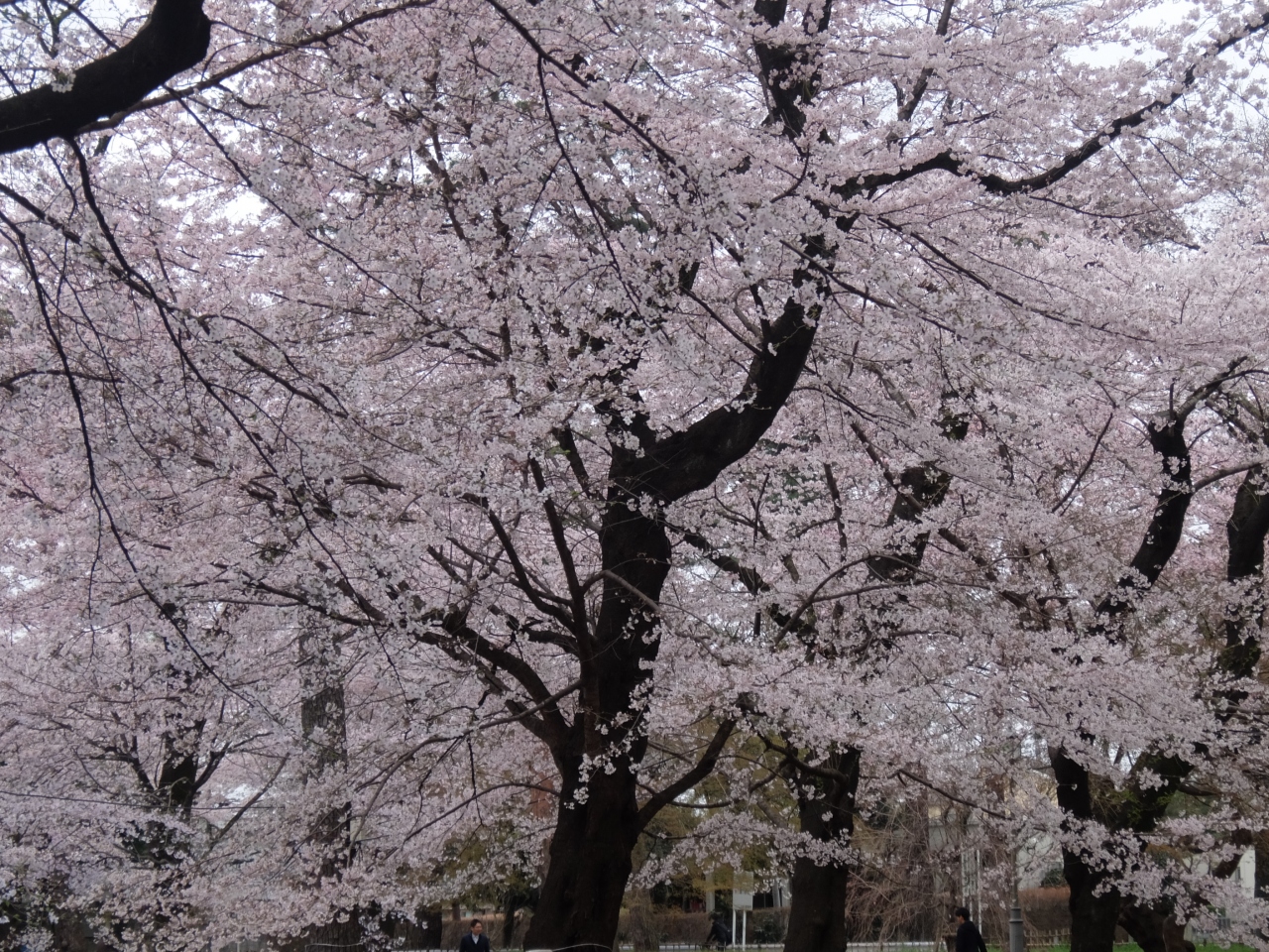 さくらはな 大宮公園と赤羽桜堤緑地の桜を見てきました 大宮 埼玉県 の旅行記 ブログ By Streamさん フォートラベル さくらはな 大宮公園と赤羽桜堤緑地の桜を見てきました 大宮 埼玉県 の旅行記 ブログ By Streamさん フォートラベル