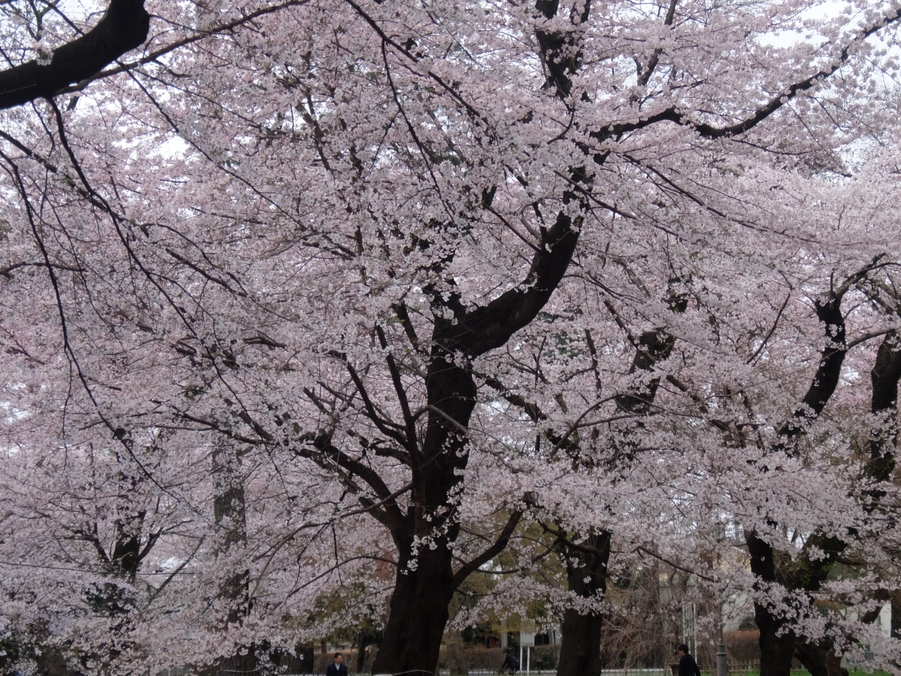 さくらはな 大宮公園と赤羽桜堤緑地の桜を見てきました 大宮 埼玉県 の旅行記 ブログ By Streamさん フォートラベル