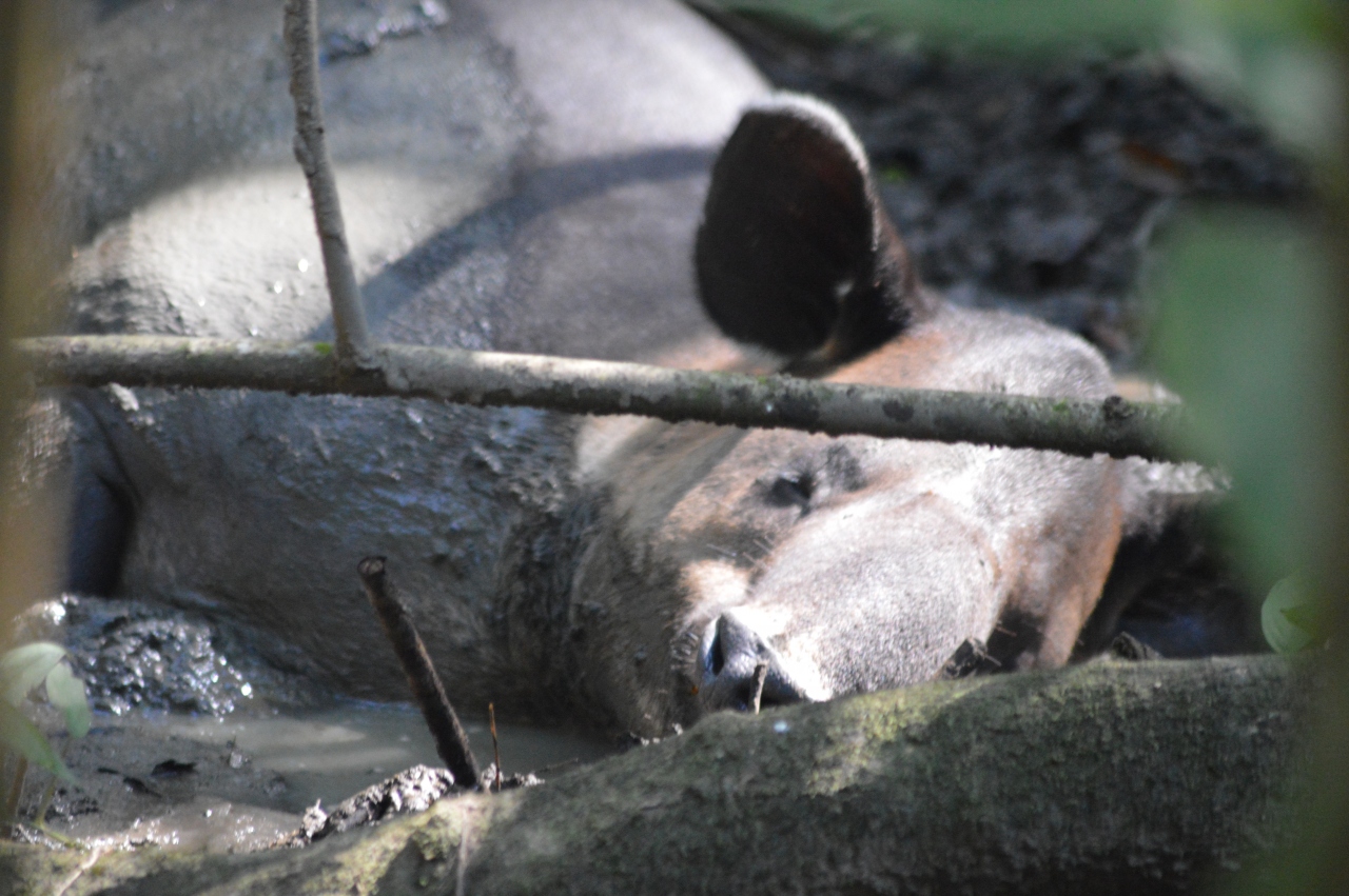 乾季のコルコバード国立公園はいろんな動物がいっぱい コルコバード国立公園周辺 コスタリカ の旅行記 ブログ By East Of Edenさん フォートラベル