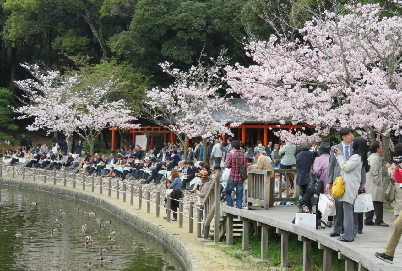 16春 奈良の桜巡り 4 13 4月3日 4 橿原神宮 4 橿原神宮 2600年大祭 深田池の畔の桜 表参道 橿原市街 橿原 奈良県 の旅行記 ブログ By 旅人のくまさんさん フォートラベル