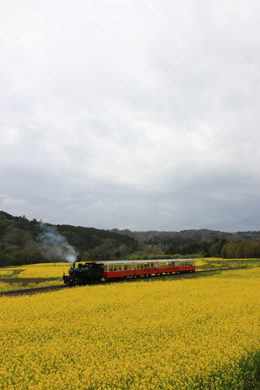 16年 千葉県市原市 養老渓谷 飯給 菜の花 桜巡り 市原 千葉県 の旅行記 ブログ By しまむら さん フォートラベル 16年 千葉県市原市 養老渓谷 飯給 菜の花 桜巡り 市原 千葉県 の旅行記 ブログ By しまむら さん フォートラベル
