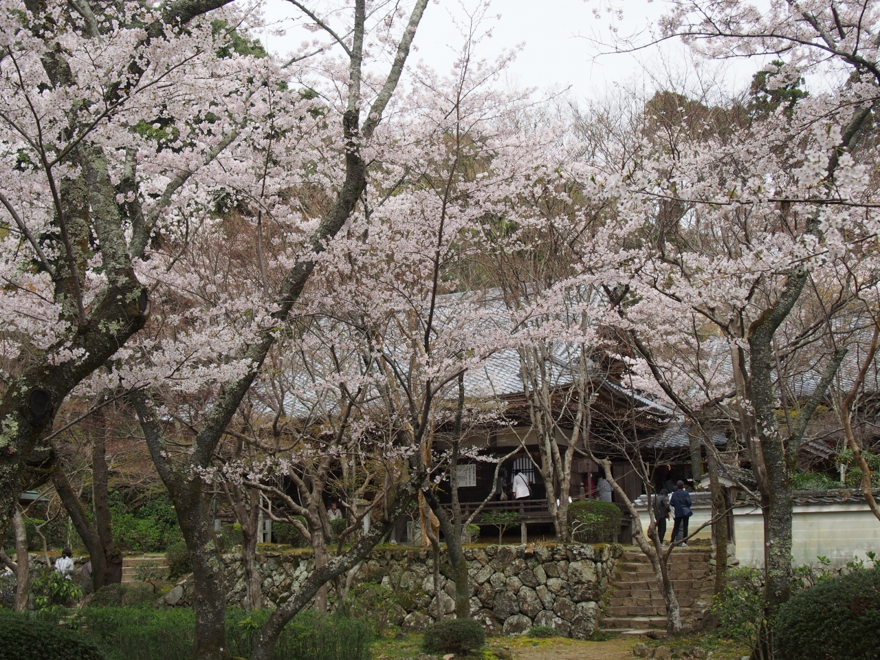 花と国宝仏 桜の勝持寺と国宝如意輪観音さまの願徳寺へ 嵐山 嵯峨野 太秦 桂 京都 の旅行記 ブログ By のーとくんさん フォートラベル
