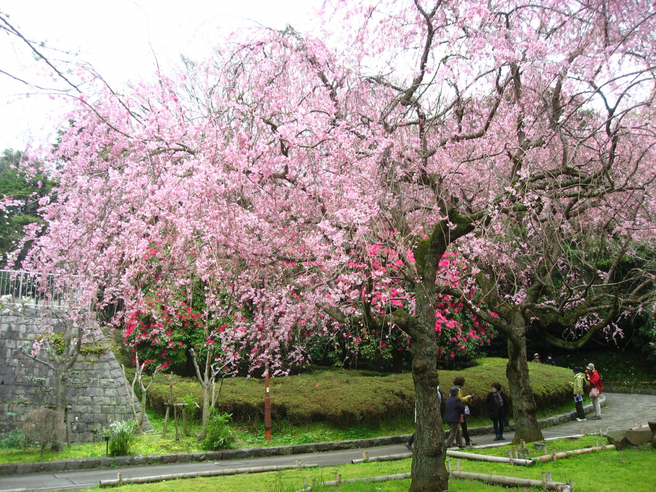 １６ 関東の駅百選の根府川駅 真鶴しだれ桜の宴 真鶴 神奈川県 の旅行記 ブログ By たーさん フォートラベル