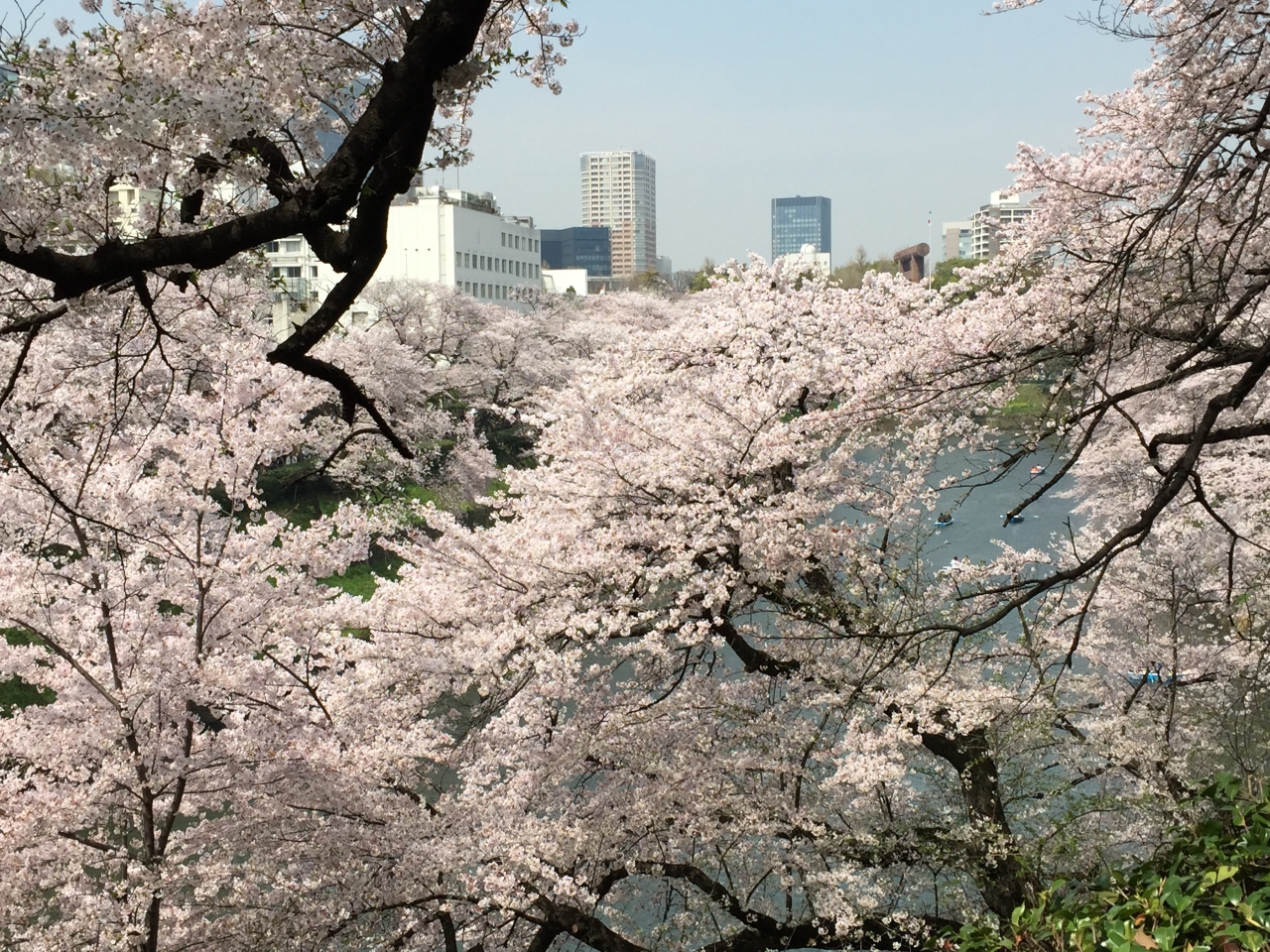 皇居周辺お花見ウォーキング 丸の内 大手町 八重洲 東京 の旅行記 ブログ By まうさん フォートラベル 皇居周辺お花見ウォーキング 丸の内 大手町 八重洲 東京 の旅行記 ブログ By まうさん フォートラベル