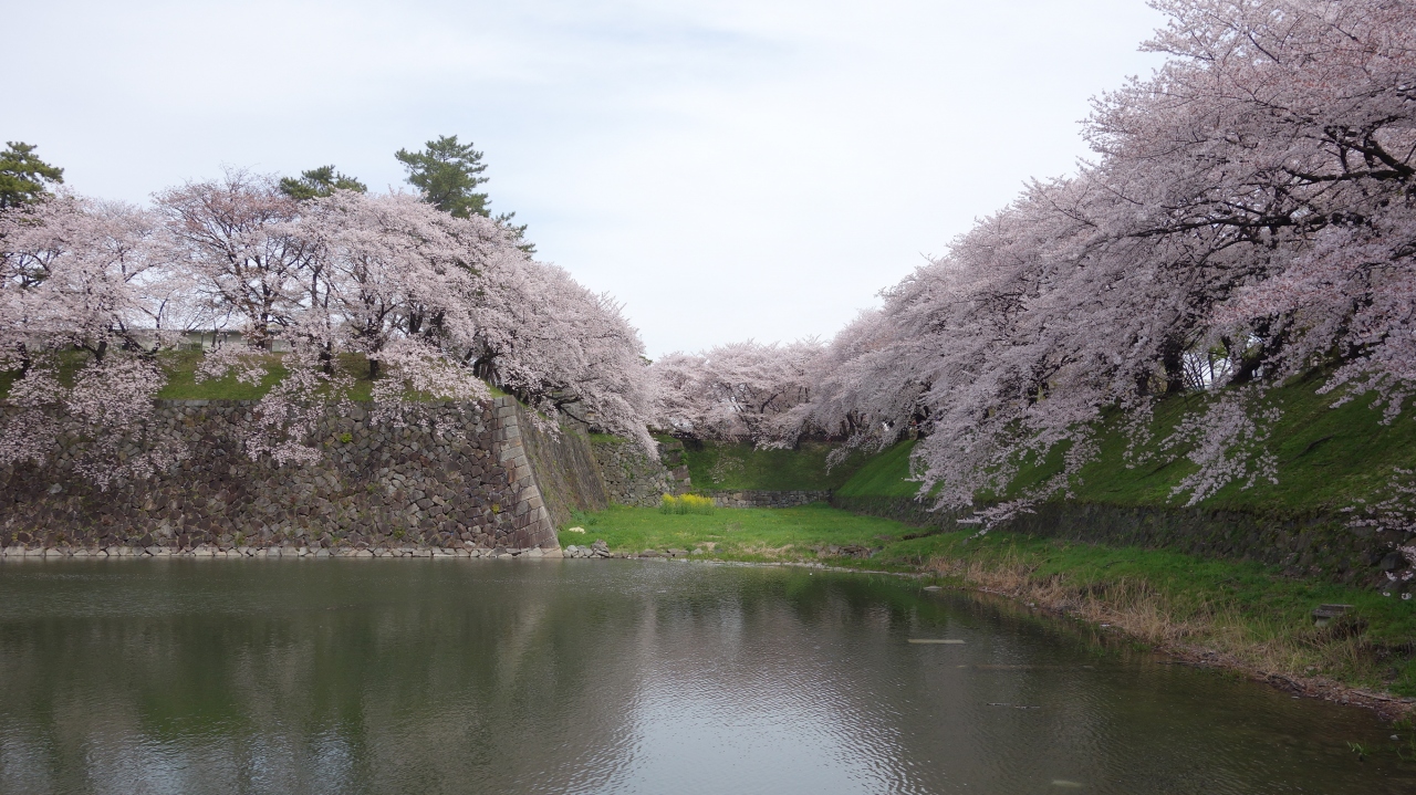 名古屋城を西から見る 西の堀も桜が満開 ダイナミックな景色です 名古屋 愛知県 の旅行記 ブログ By Nomonomoさん フォートラベル