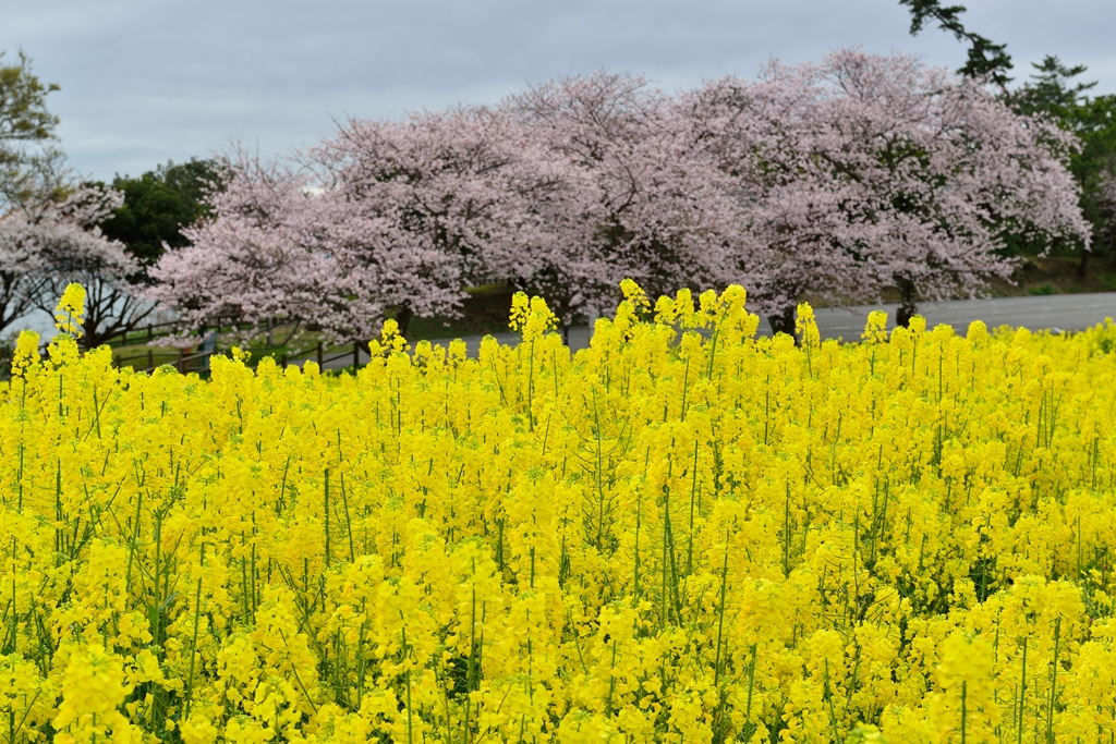 菜の花と桜の長崎鼻 宇佐 豊後高田 大分県 の旅行記 ブログ By 気まぐれなデジカメ館さん フォートラベル