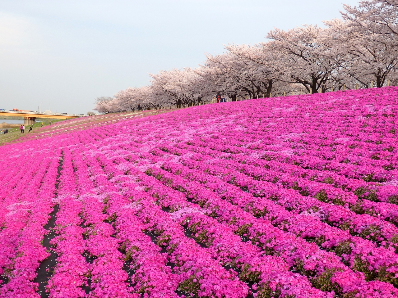 東京 北区のお花見散歩 飛鳥山公園 音無親水公園と荒川赤羽桜堤緑地 王子 十条 東京 の旅行記 ブログ By まーやんさん フォートラベル 東京 北区のお花見散歩 飛鳥山公園 音無親水公園と荒川赤羽桜堤緑地 王子 十条 東京 の旅行記 ブログ By まーやんさん フォートラベル