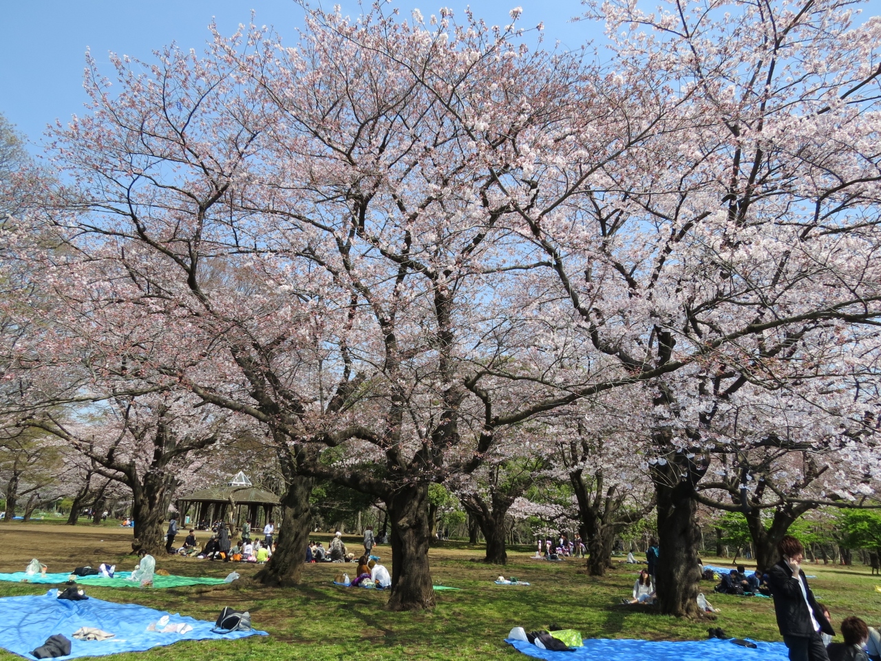 東京代々木 新宿のさくら 代々木公園をめぐります 代々木 東京 の旅行記 ブログ By Yamajiさん フォートラベル