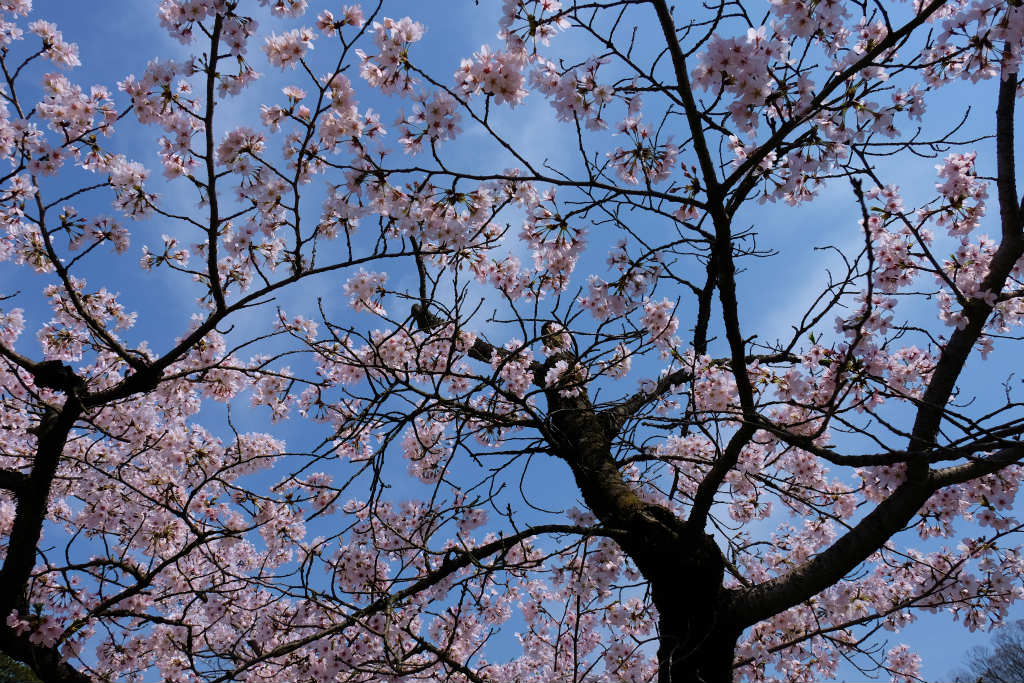 栃木県 小山市 城山公園 小山氏城址 祇園城址 桜 上 小山 栃木県 の旅行記 ブログ By 義臣さん フォートラベル
