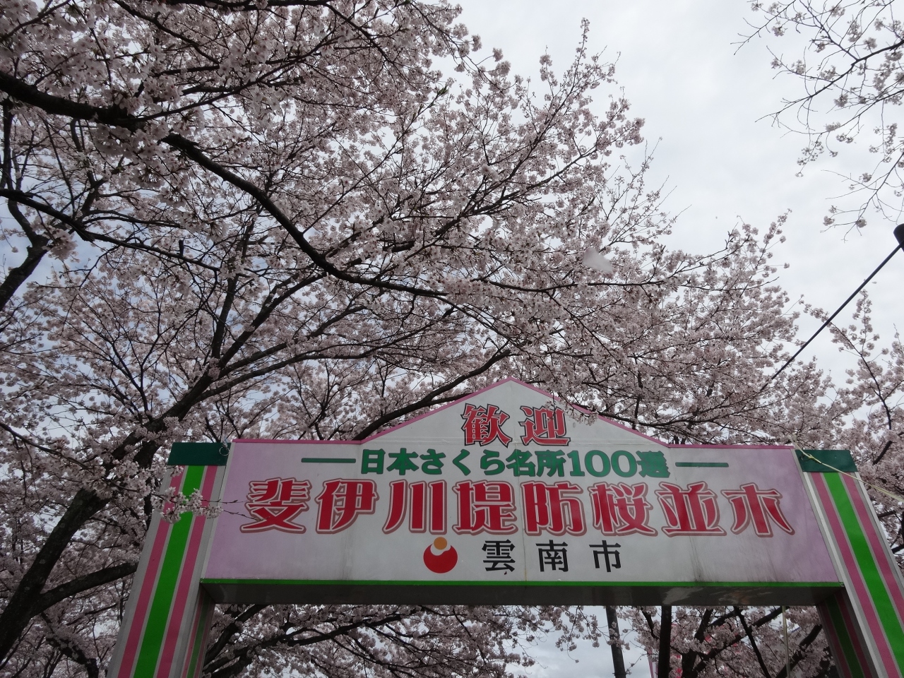 島根 斐伊川堤防桜並木 木次 雲南 島根県 の旅行記 ブログ By ワミさん フォートラベル