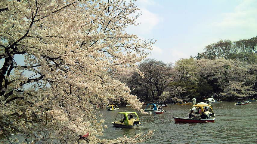 桜さくら 吉祥寺 井の頭恩賜公園 W 吉祥寺 三鷹 東京 の旅行記 ブログ By ヒサッチ クニさん フォートラベル