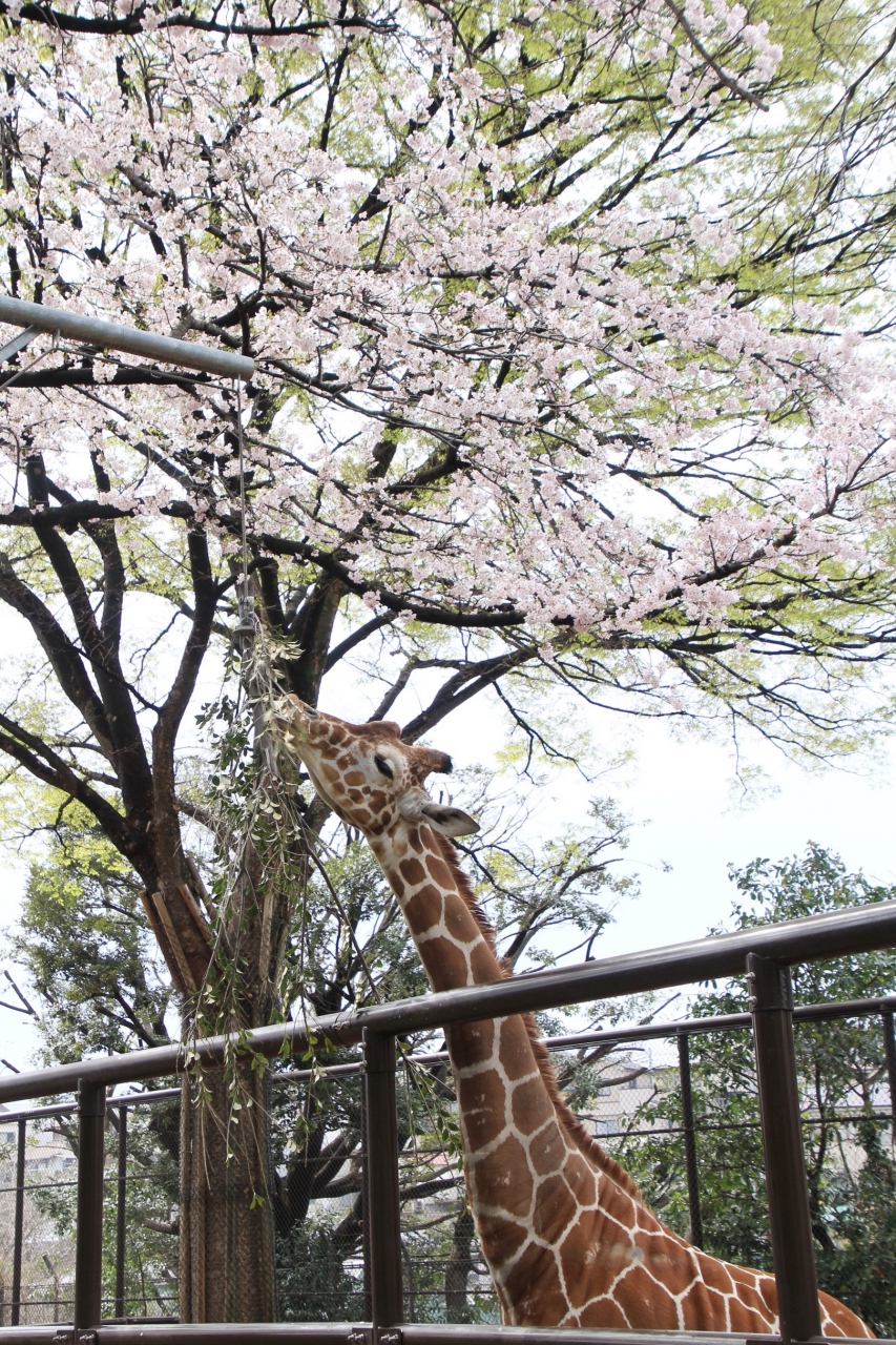 桜の季節の川崎と横浜のレッサーパンダ動物園めぐり ４ 桜に彩られた野毛山動物園 愉快なチンパンジーやニューフェイスのミナミコアリクイのアサヒくんやハンモックに乗った姿が可愛いツキノワグマのコマチちゃん他 横浜 神奈川県 の旅行記 ブログ By まみさん