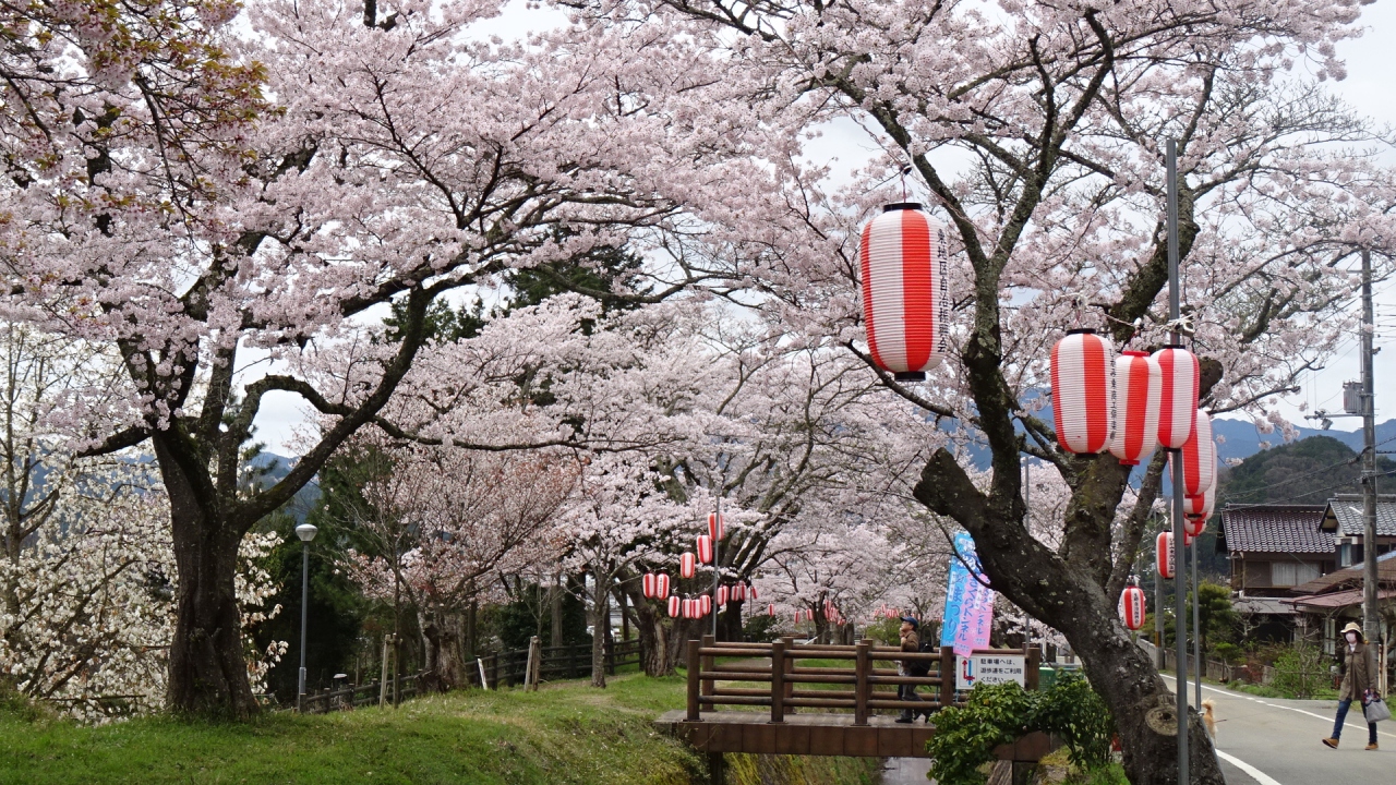 丹波篠山の花見 ４ 水分れ公園の桜も満開でした 丹波 兵庫 兵庫県 の旅行記 ブログ By Hn11さん フォートラベル